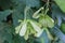 Winged fruit of the sycamore tree