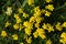 Winged greenweed flowering