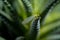 Winged insect lacewing sits on branch of green succulent. Beauty in nature and natural design. Leaves and flying insecta