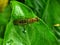 winged insects perched on leaves