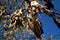 Winged maple seeds and branches against blue sky