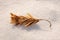 Winged mature maple seed , white background. Package maple seeds flying