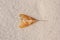 Winged mature maple seed  on white background. twins maple seeds flying