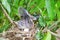 Winged newborn bird and the one egg in bird`s nest on tree branch