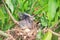 Winged newborn bird and the one egg in bird`s nest on tree branch