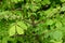 Winged spindle ( Euonymus alatus ) fresh green and flowers.