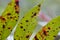 Winged Sumac in Fall Colors Rhus copallinum Macro