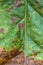 Winged Sumac in Fall Colors Rhus copallinum Macro