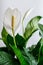 Wingleaf, winged flower, Spathiphyllum, white flower in full bloom