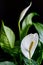 Wingleaf, winged flower, Spathiphyllum, white flower in full bloom