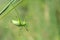 Wingless longhorned grasshopper