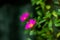 Wingpod Purslane or colorful and glorious pottolika flowers