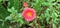 Wingpod Purslane Flower on Green Leaves Background