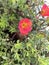 Wingpod purslane, Portulaca umbraticola, succulent perennial