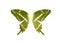 Wings Butterfly Green color stain glass on white isolate