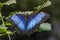Wings of Common Blue Morpho Butterfly