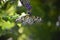 Wings Expanded on a White Tree Nymph Butterfly