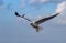 Wings of Freedom: Yellow-legged Gull Birds Soaring with Open Wings in the Sky