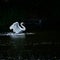The wings of the mute swan in the water