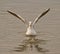 Wings of seagull