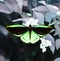 Wingspan of Australian Birdwing Butterfly