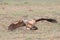 Wingspan of white-backed vulture