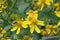 Wingstem Verbesina alternifolia, golden-yellow flowers with honeybee