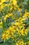 Wingstem Verbesina alternifolia, yellow flowers