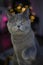 Winking British Shorthair cat with raised paw