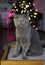 Winking British Shorthair cat with raised paw