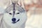 Winking dog. Light gray and white smiling husky dog on festive b