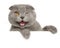 Winking grey cat above banner