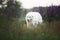 Winking maremma sheepdog. Big happy white dog breed maremmano abruzzese shepherd strolling in the field of lupines