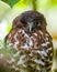 Winking owl\\\'s eye, Brown boobook owl close-up portrait photograph. Roosting on a tree branch