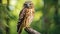 Winking owl's eye, Brown boobook owl close-up portrait photograph. Roosting on a tree branch