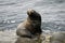 Winking Sea Lion On Rock