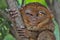 Winking Tarsier