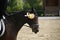 Winner dressage horse galloping on winning ceremony with her unknown rider