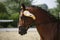 Winner dressing horse with beautiful ornaments under the saddle