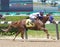Winning Horse Racing Photos from Belmont