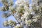 Winter abstract background for wallpaper. A pine branch in hoarfrost