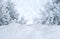 Winter abstract blurred background. Frosty landscape with pines and snowdrifts