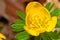 Winter aconite