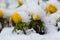 Winter aconite