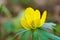 Winter aconite