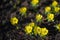 Winter aconite, Eranthis hyemalis