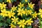 Winter aconite Eranthis hyemalis