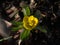 Winter aconite (Eranthis hyemalis) blooming with bright yellow flower in spring