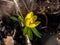 Winter aconite (Eranthis hyemalis) blooming with bright yellow flower in spring