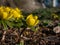 Winter aconite (Eranthis hyemalis) blooming with bright yellow flowers in spring
